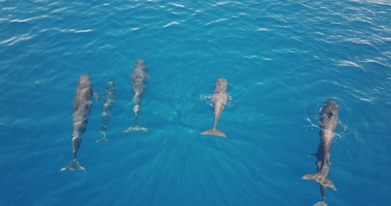 otonom savunma sistemleri dronu (featured)